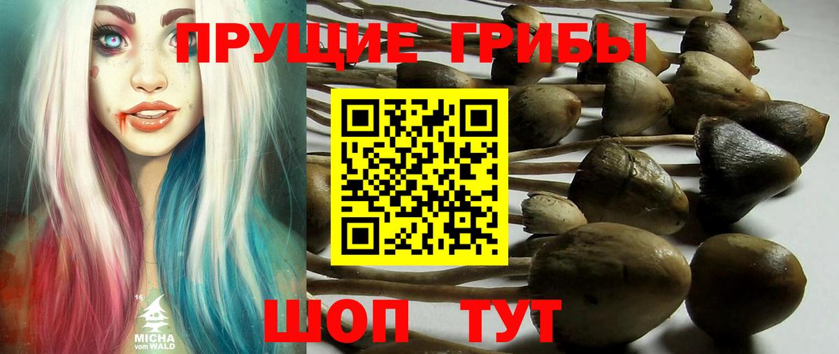 Галлюциногенные грибы GOLDEN TEACHER  Вход с VPN  Севастополь 
